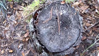 Off center stump