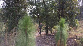 JP through the longleaf pine gate