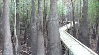 The walkway (elevated boardwalk) zigzags between cypress trees, preserving most of them