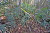 needle palms