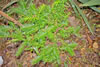 Torreya tree, wild