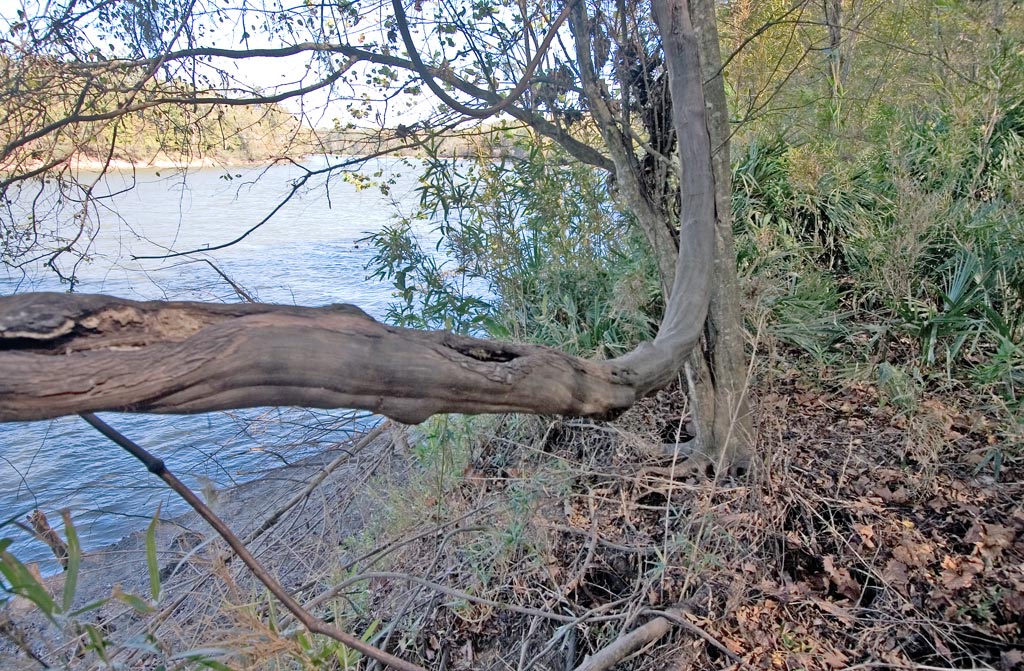 vine by river
