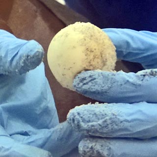 Loggerhead turtle egg found 8-5-2015