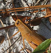 grasshopper, dry leaf-like