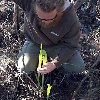 Biologist Jeff Talbert with newly emerging pitcher plants in Deer Lake State Park, 3/22/2016