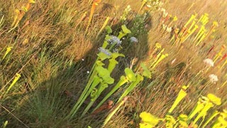 Engaging pitcher plants in a meadow