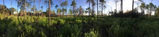 Panorama of an area near the middle of Deer Lake State Park