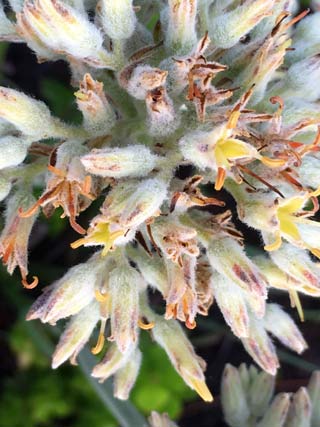Seeds