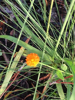 Orange flower