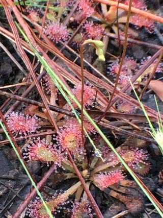 Sundew flower buds