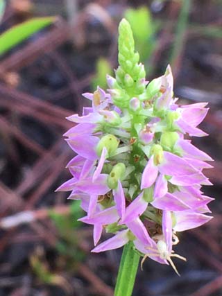 Pink flower