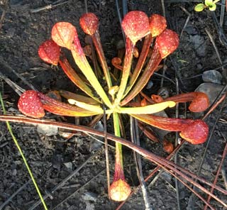 Parrot pitcher plant