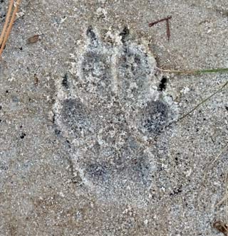 Paw print