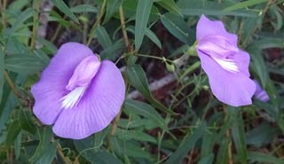 Butterfly pea flower