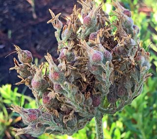 seed