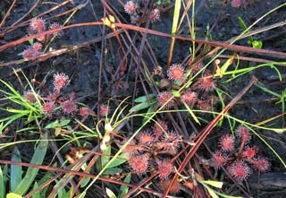 Sundews
