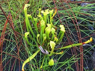 Tiny pitcher plant