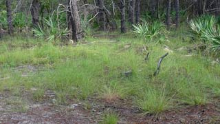Field of wiregrass