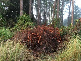 muscadine dead