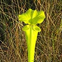 Trumpet pitcher plant on the Pitcher Plant Meadow page