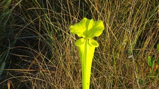 Pitcher plant meadow on 5/13/2016