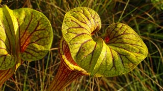 Pitcher plants in Deer Lake State Park, 5/13/2016