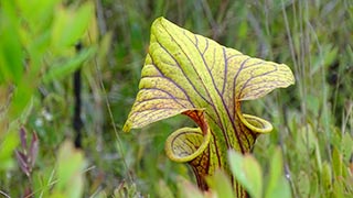Arrow-shaped pitcher