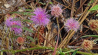 Mimosa