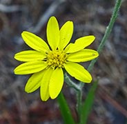Yellow flower