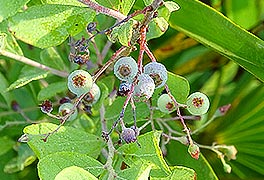 Berries, green