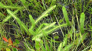 Carnivorous plant