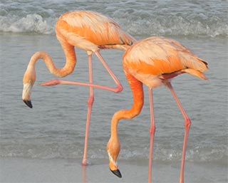 Flamingoes eating