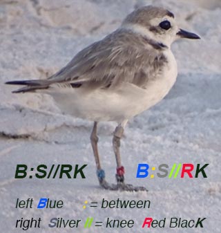 Snowy plover ID bands key