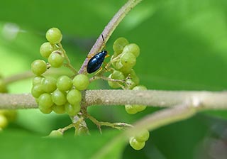 What does a beauty berry bug have to do with it?