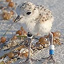 Snowy Plover from chick to fledgling