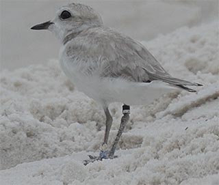 7-1-18 WB officially fledged