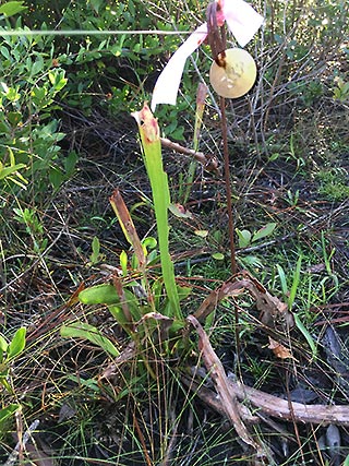 #332 2018-10-02 spent pitcher plant