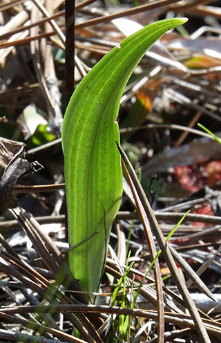 #386 orchid sprout