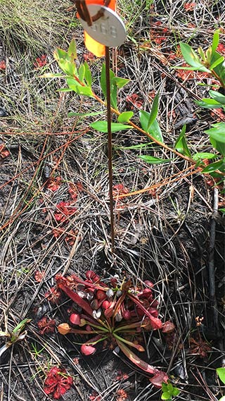 #368 2018-02-24 (parrot pitcher plant)