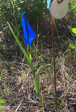 #386 2018-06-12 orchid plant with three leaves
