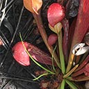 Monitored parrot pitcher plant #368 in Deer Lake State Park, 2018_06_13