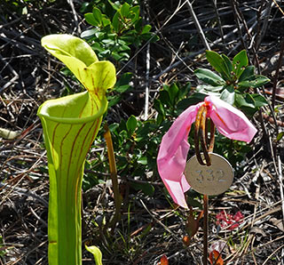 #332 2018-03-27 pitcher detail
