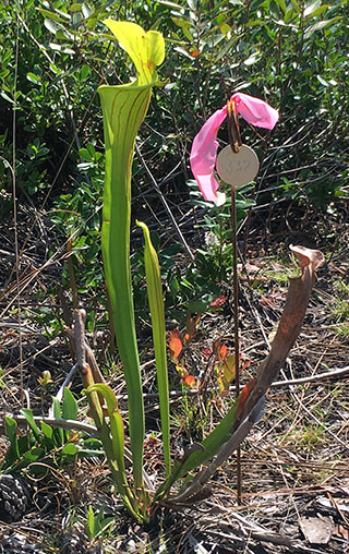 #332 2018-03-27 pitcher plant