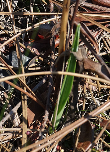 #386 orchid sprout, 2019 spring