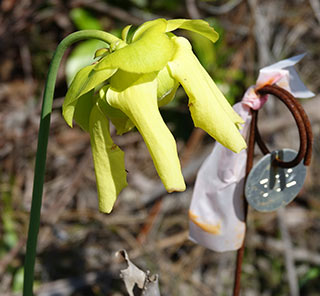 #332 2019-03-21 pitcher flower