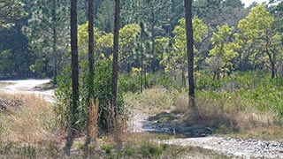 Looking west from the restoration site, 2019-03-21