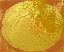 Ester egg