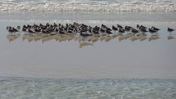 birds on a sandbar