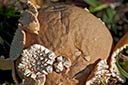 puffball near mailboxes