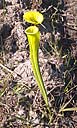 green pitcher plant